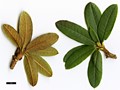 SpeciesSub: var. hemidartum 